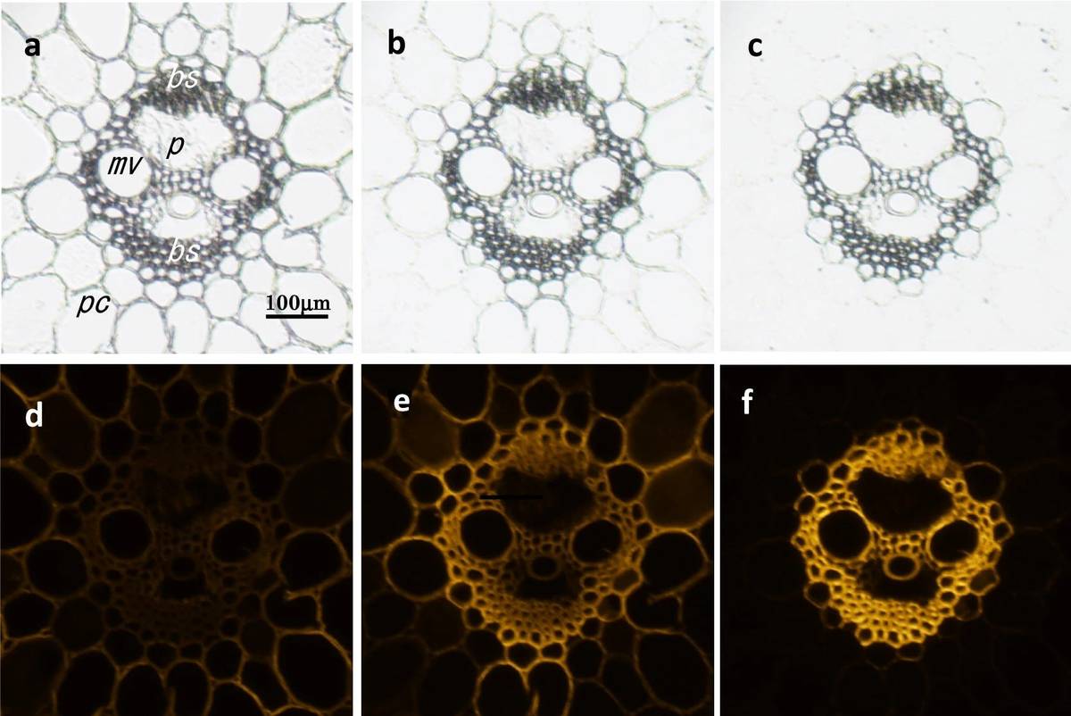 Selective fluorescence labeling: time-lapse enzyme visualization during sugarcane hydrolysis