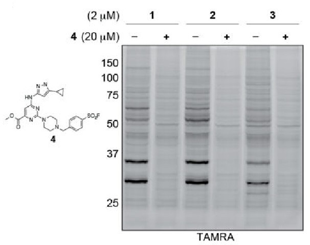 Sonden 1–3 markieren mehrere endogene Proteinkinasen in lebenden Zellen