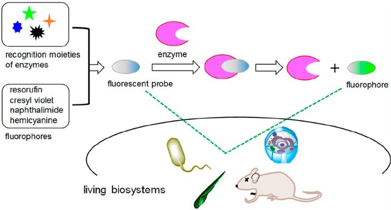 Entwickelte Fluoreszenzsonden werden zur Bildgebung von Enzymen in lebenden Biosystemen eingesetzt