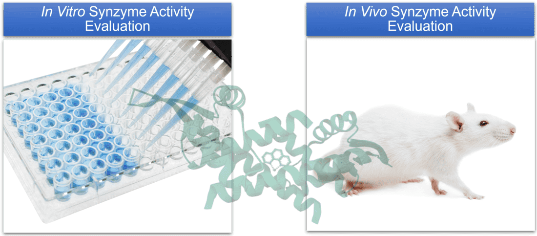 In vitro and in vivo activity evaluation of synzymes