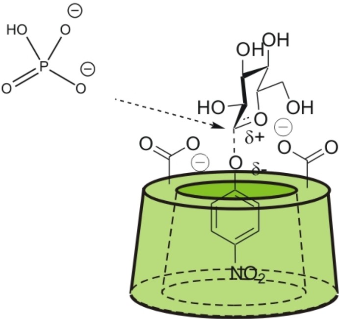 Ein Beispiel für ein Synzym ist eine künstliche Phosphorylase