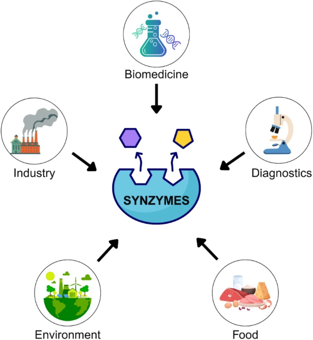 Synzym-Anwendungen umfassen Biomedizin, Diagnostik, Industrie, Lebensmittel und Umwelt