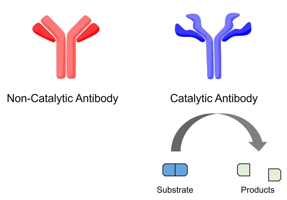 Abzymes (antibody enzymes) are antibodies that possess catalytic activity