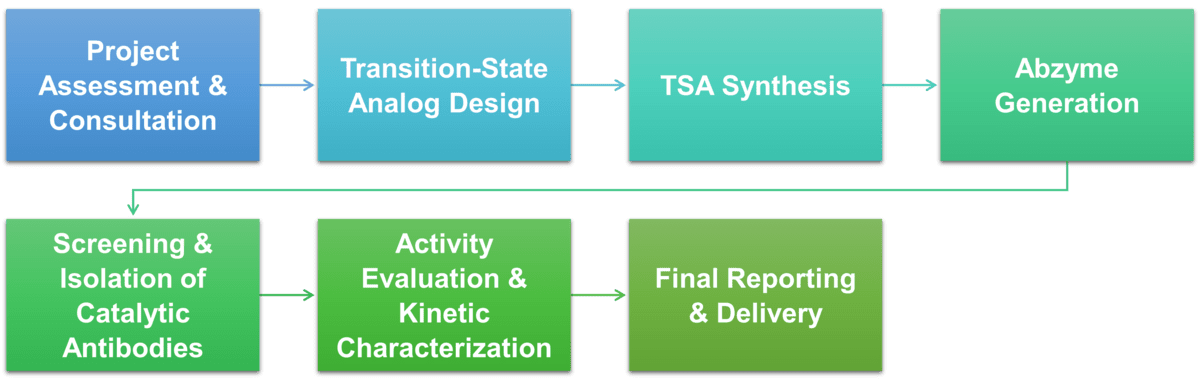 Workflow der Abzym-(katalytische Antikörper)-Services