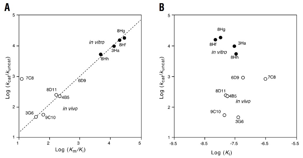 In-vitro-Abzym-Evolution zur Optimierung der Antikörpererkennung für die Katalyse