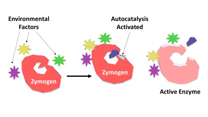 Aktivierung von Zymogenen zu aktiven Enzymen durch proteolytische Spaltung.