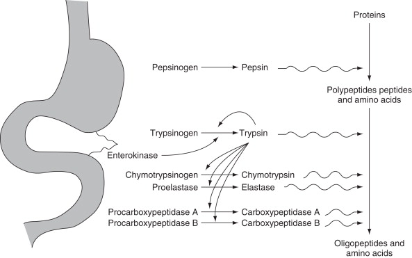 Zymogene, die im Magen in Enzyme aktiviert werden.