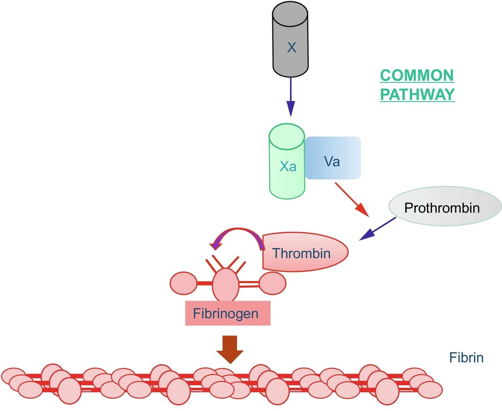 Gemeinsamer Weg der Blutgerinnungskaskade, Prothrombin wird zu Thrombin aktiviert, das downstream Fibrinogen zu Fibrin aktiviert.