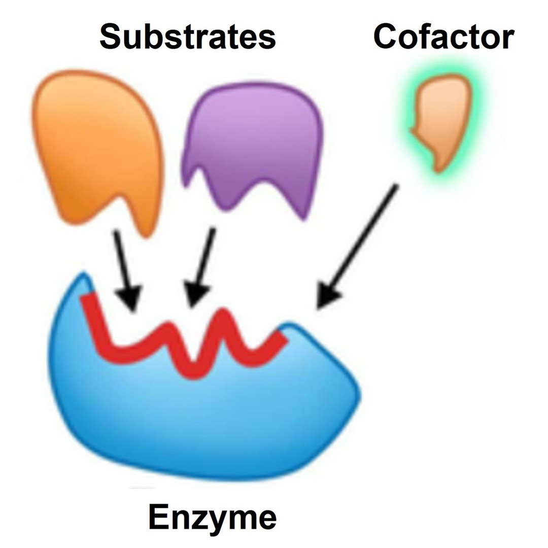 Enzyme conjugated with a cofactor