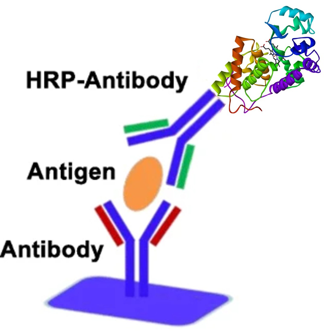 Meerrettichperoxidase (HRP) an Antikörper konjugiert