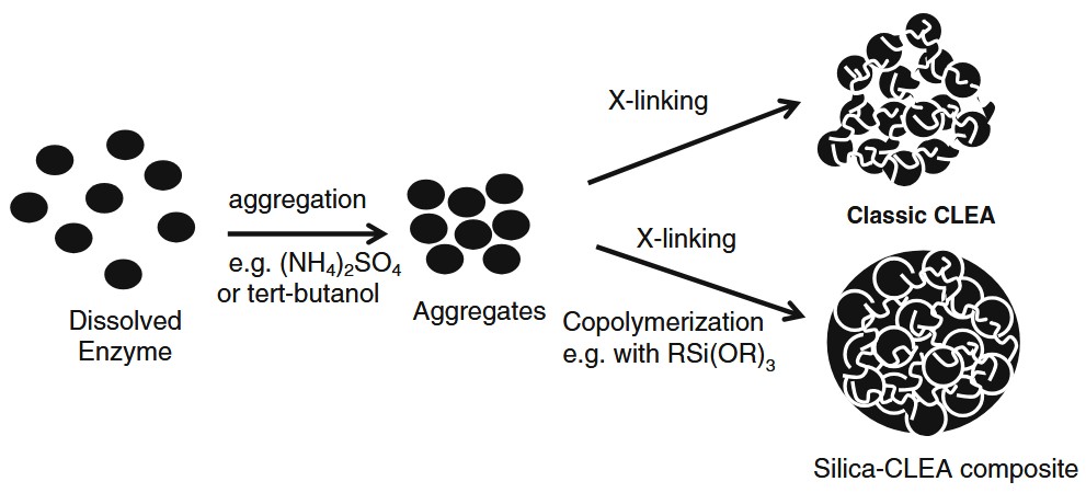 Cross-Linked Enzyme Aggregates (CLEAs)