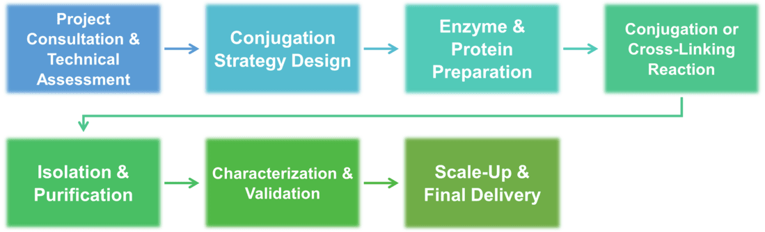 Workflow des Services zur Enzymkonjugation mit Proteinen/Peptiden