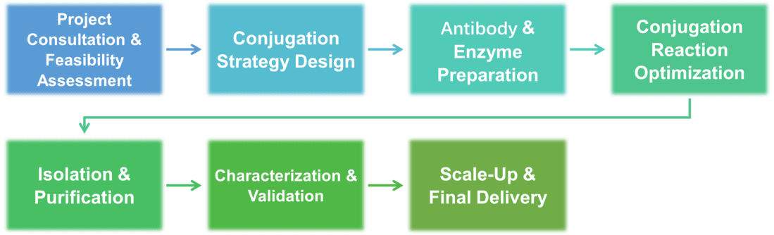 Workflow des Services zur Enzymkonjugation mit Antikörpern