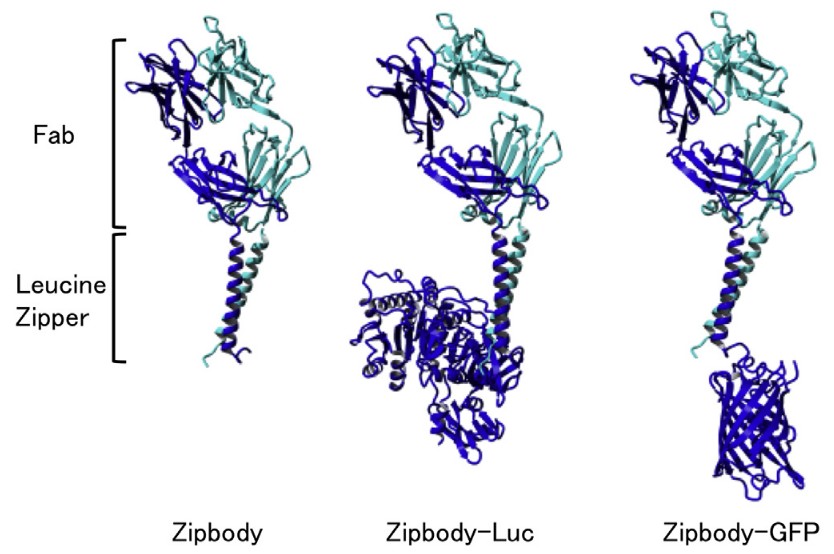 Struktur von Zipbody, Zipbody-Luc und Zipbody-GFP