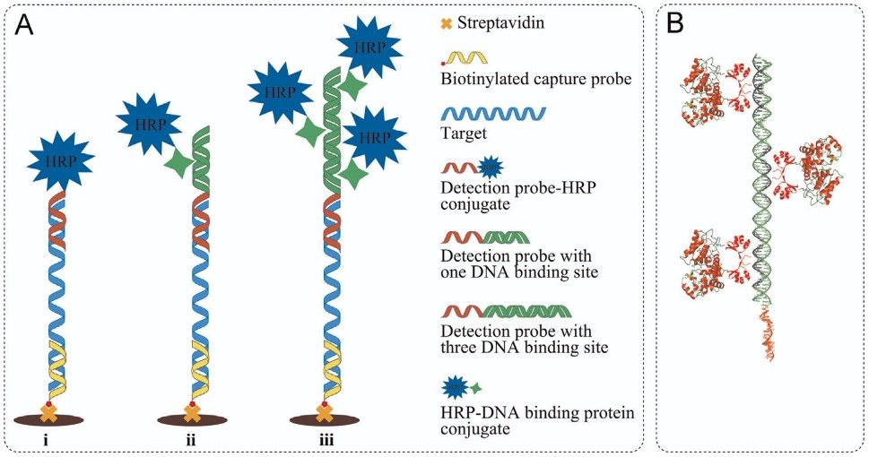 Enzyme-nucleic acid conjugates as genosensors