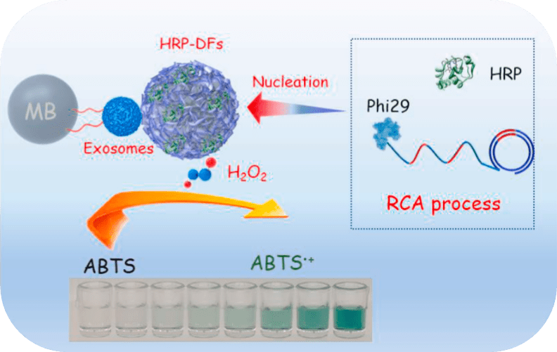 Horseradish peroxidase-encapsulated DNA nanoflowers are an innovative signal generation tag for a colorimetric biosensor