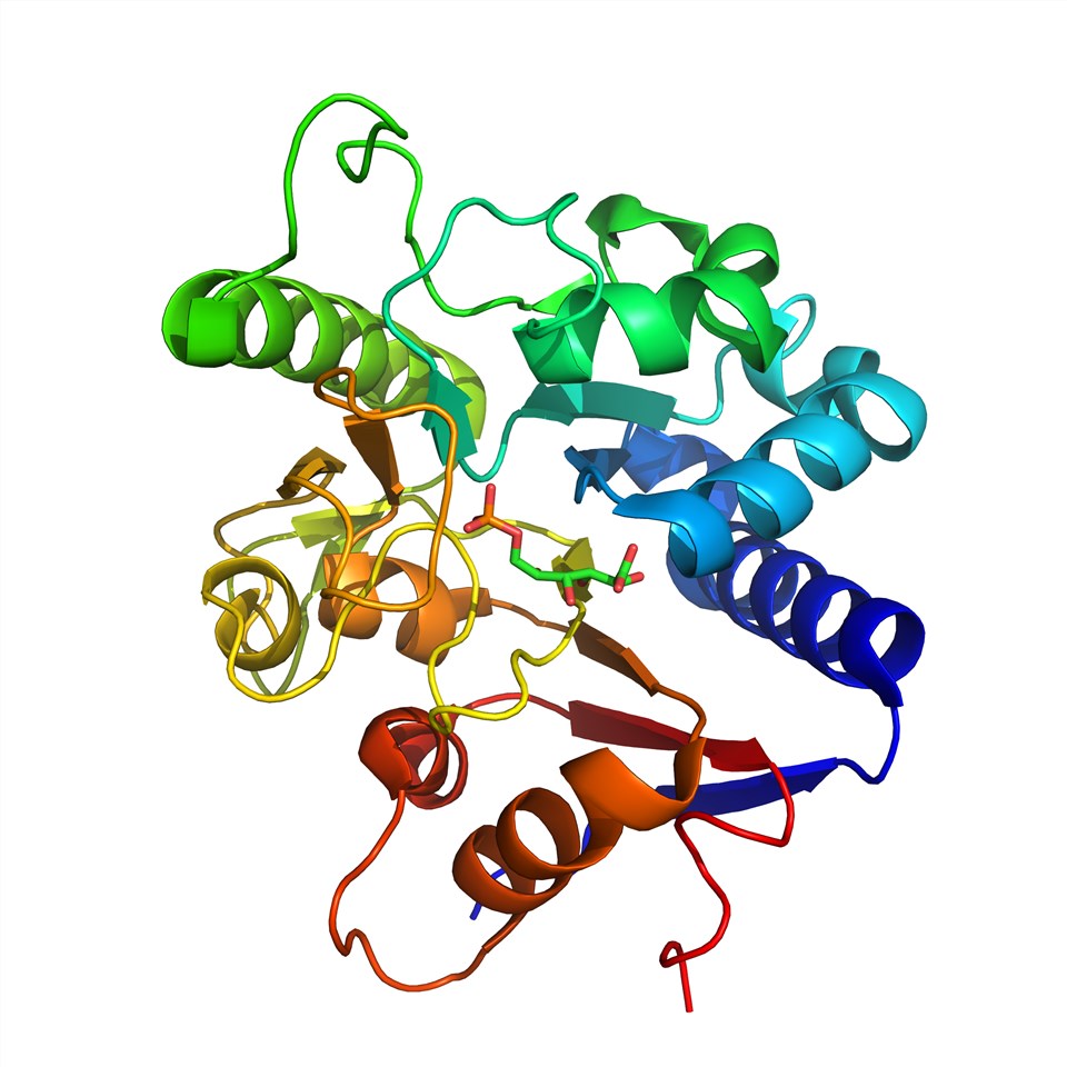 Struktur von 6-Phosphogluconolactonase.
