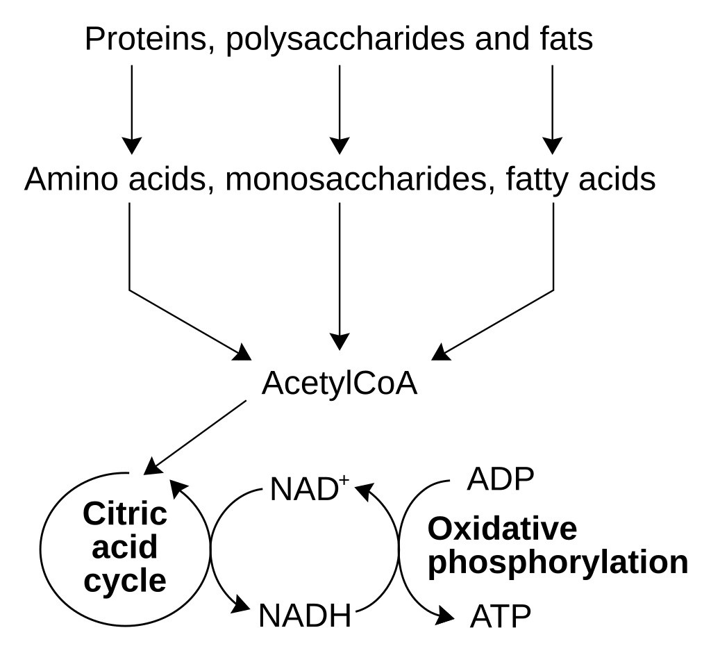 Funktionen von Acetyl-CoA und NAD+ im Zellstoffwechsel.