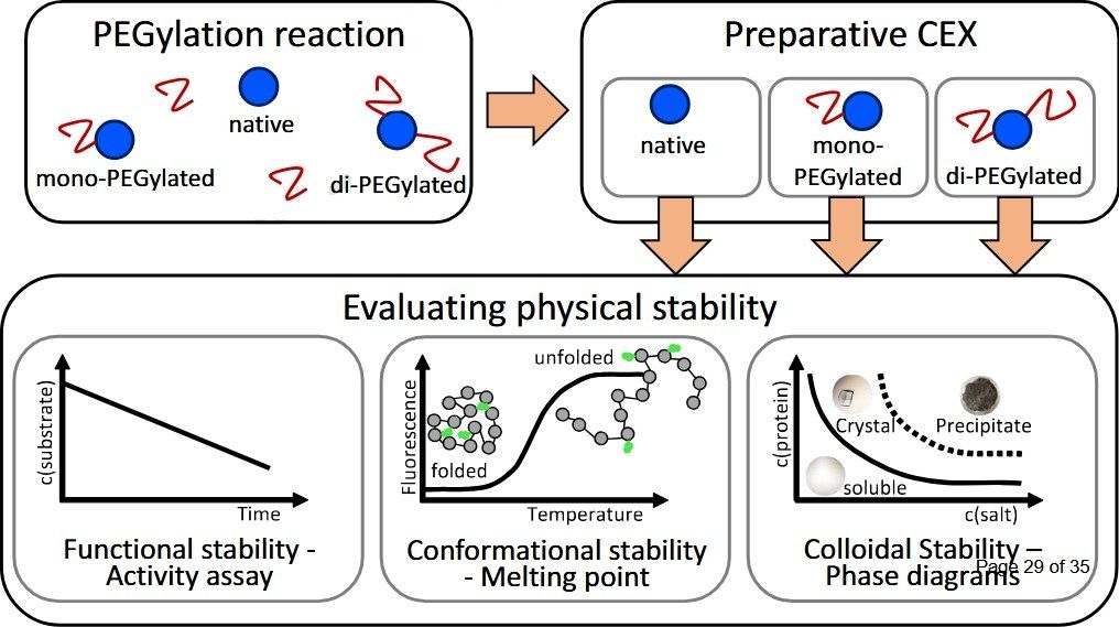 Effect of PEG molecular weight and PEGylation degree on the physical stability of PEGylated lysozyme