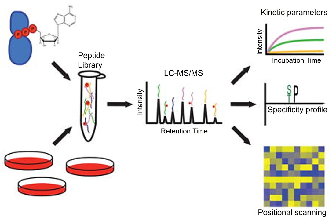 Multiplex substrate profiling by mass spectrometry for kinases as a method for revealing quantitative substrate motifs