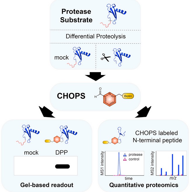 Schematic representation of the CHOPS (Chemical Enrichment of Protease Substrates) strategy for enzyme substrate profiling