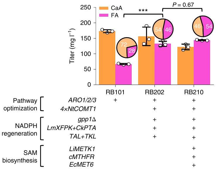 Engineering der SAM-Biosynthese und des Recyclings für die FA-Produktion