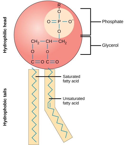 Struktur eines Phospholipids: ein hydrophiler Kopf und zwei hydrophobe Schwänze.