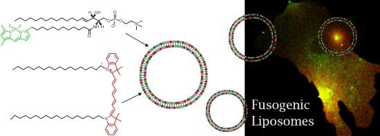 Diagramm eines fluoreszierenden Lipids, das die Zellmembran sichtbar macht.