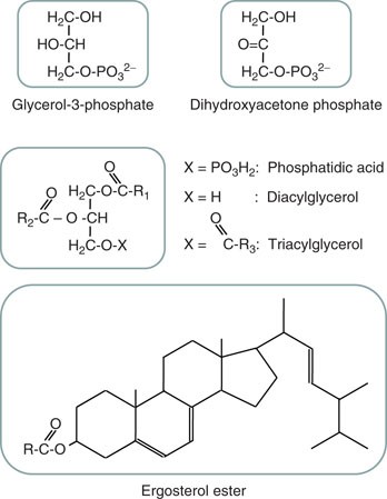 Neutrale Lipide in Hefe: Glycerol-3-phosphat, Dihydroxyacetonphosphat und Ergosterolester.