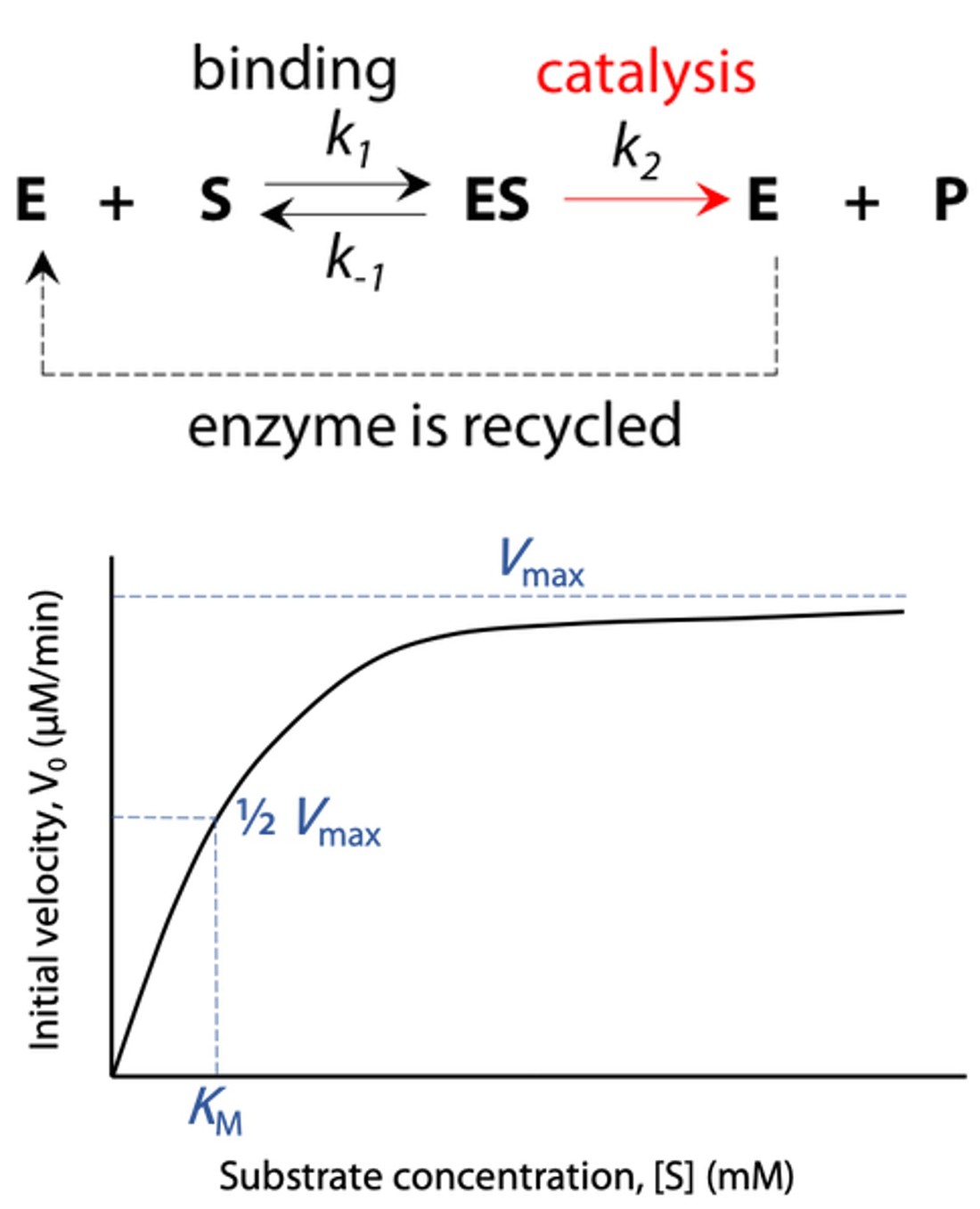 Catalytic activity and kinetic assays