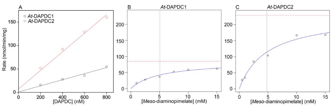 Structure–function analyses of two plant meso-diaminopimelate decarboxylase isoforms reveal that active-site gating provides stereochemical control