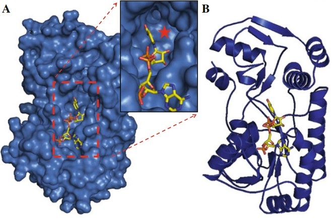 Structural functionality, catalytic mechanism modeling and molecular allergenicity of phenylcoumaran benzylic ether reductase, an olive pollen (Ole e 12) allergen