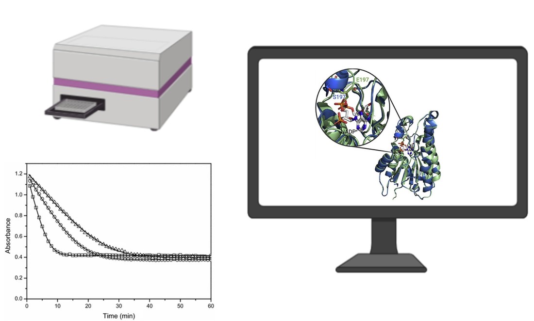 Biokatalysator-Charakterisierungsservice bei Creative Enzymes