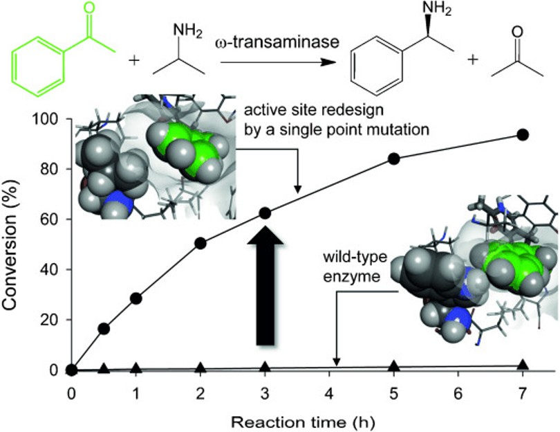 Mechanistische Erkenntnisse können effektives Enzyme Engineering ermöglichen