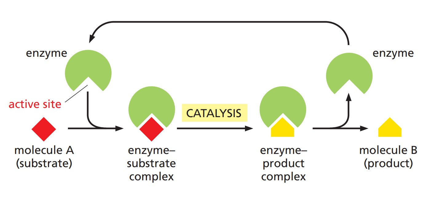 Ein Diagramm der Bildung des Enzym-Substrat-Komplexes