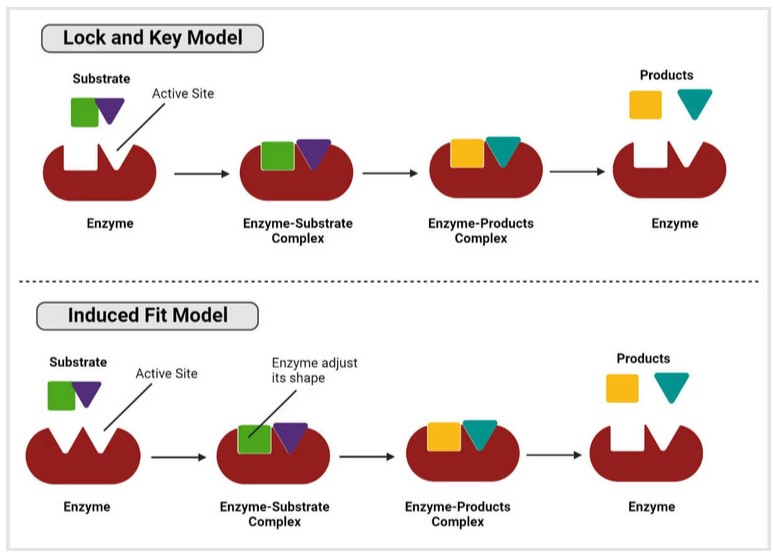 Zwei Modelle der Reaktionsmechanismen von Enzym-Substrat-Komplexen.