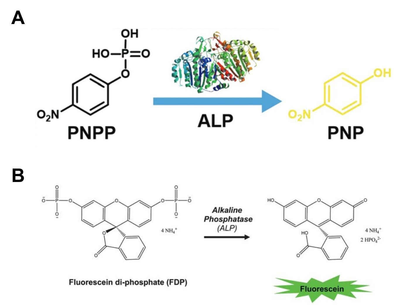 Schema der biokatalytischen Reaktion von p-Nitrophenylphosphat (pNPP) und Fluorescein-Diphosphat (FDP).