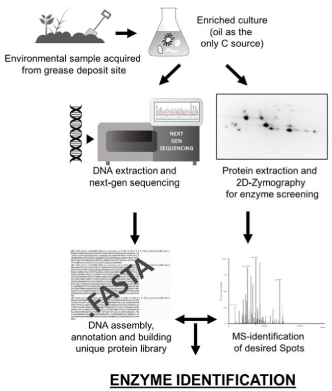 Funktionelle Metaproteomik als Werkzeug zur Discovery von Biokatalysatoren