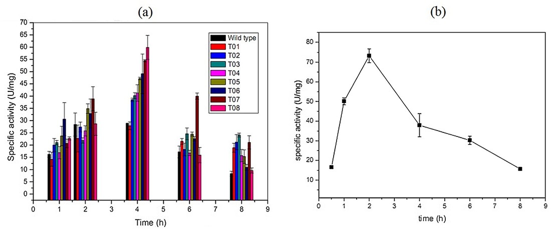 Enzyme activity of the T01-08 and the opt-nox