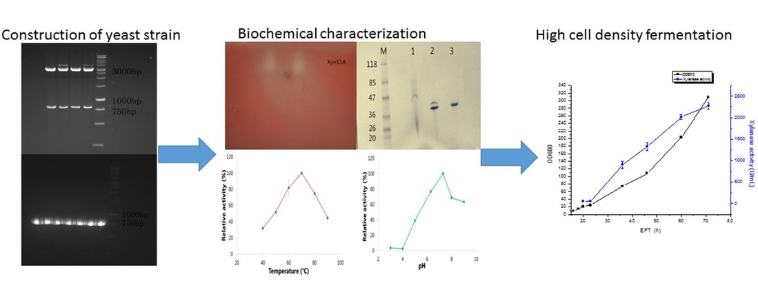 Codon optimization in yeast strain enhances the ability to ferment at high cell densities and produce stable, glycosylated enzymes