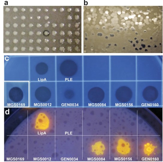 Activity screening of environmental metagenomic libraries reveals novel carboxylesterase families