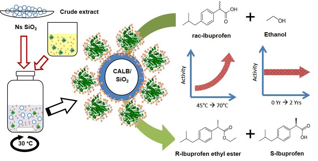 Graphic abstract for rational design of a biocatalyst based on immobilized Candida antarctica lipase B
