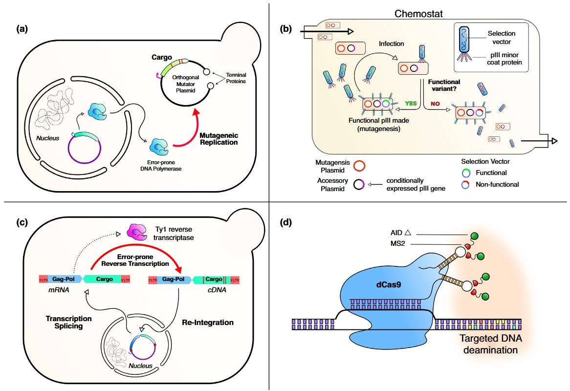 Advanced in vivo continuous evolution systems