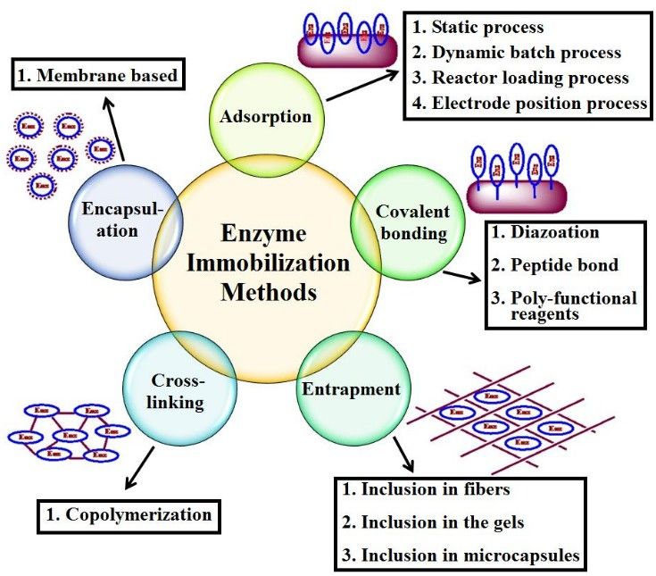 Methods of enzyme immobilization: encapsulation, cross-linking, adsorption, covalent bonding, and entrapment