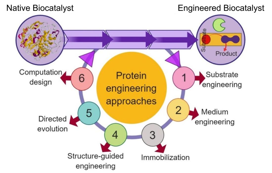 Vom nativen Biokatalysator zum entwickelten Biokatalysator: Substrat-Engineering, Medium-Engineering, Immobilisierung, strukturgeleitetes Engineering, gerichtete Evolution und computergestütztes Design