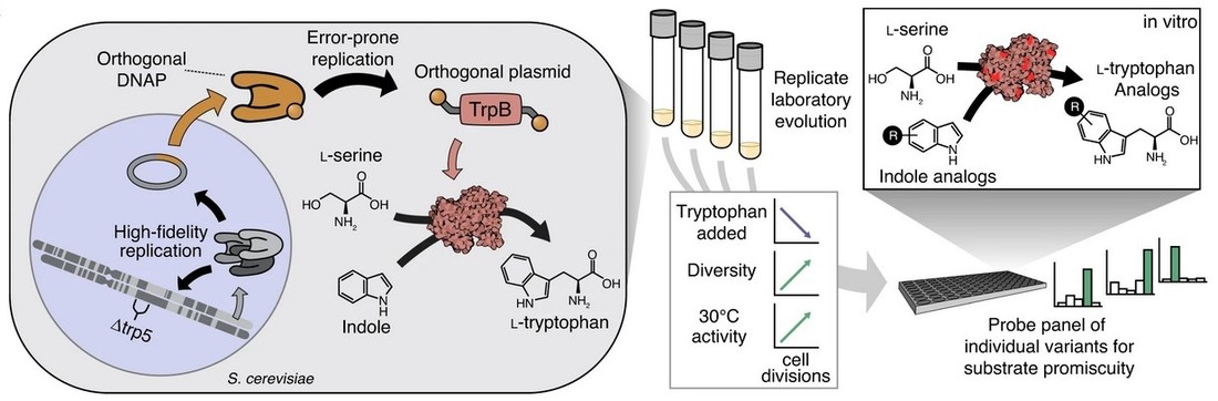 OrthoRep-vermittelte kontinuierliche in vivo Evolution von TmTrpB zur Generierung vieler diverser, funktionaler Varianten
