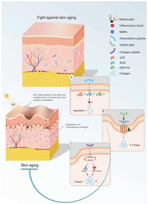 Funktion von Peptiden gegen Hautalterung: Erhöhung der antioxidativen Enzyme, Aktivierung des TGF-β/Smad-Wegs und Hemmung von Entzündungen und MMP-Aktivität.