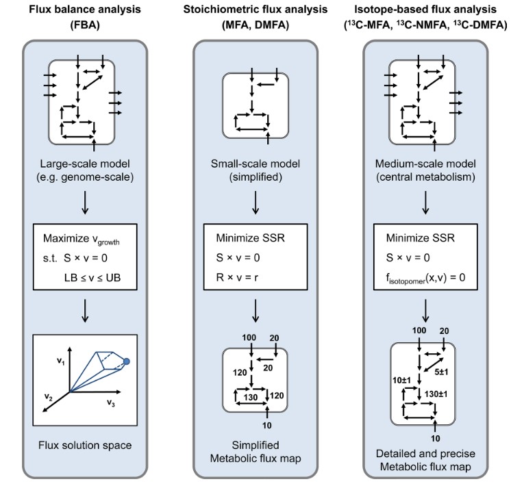 Ansätze der Flussanalyse: Flux Balance Analysis, stöchiometrische Flussanalyse und isotopenbasierte Flussanalyse