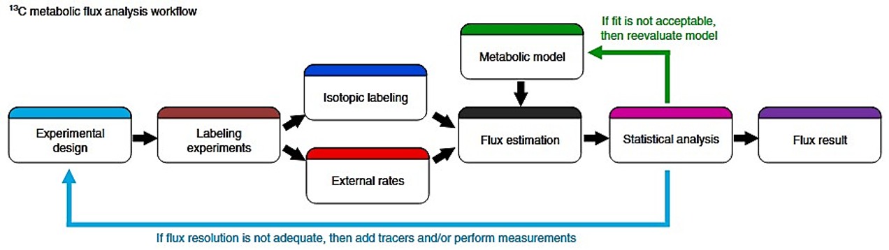Hochauflösende 13C-Metabolische Flussanalyse