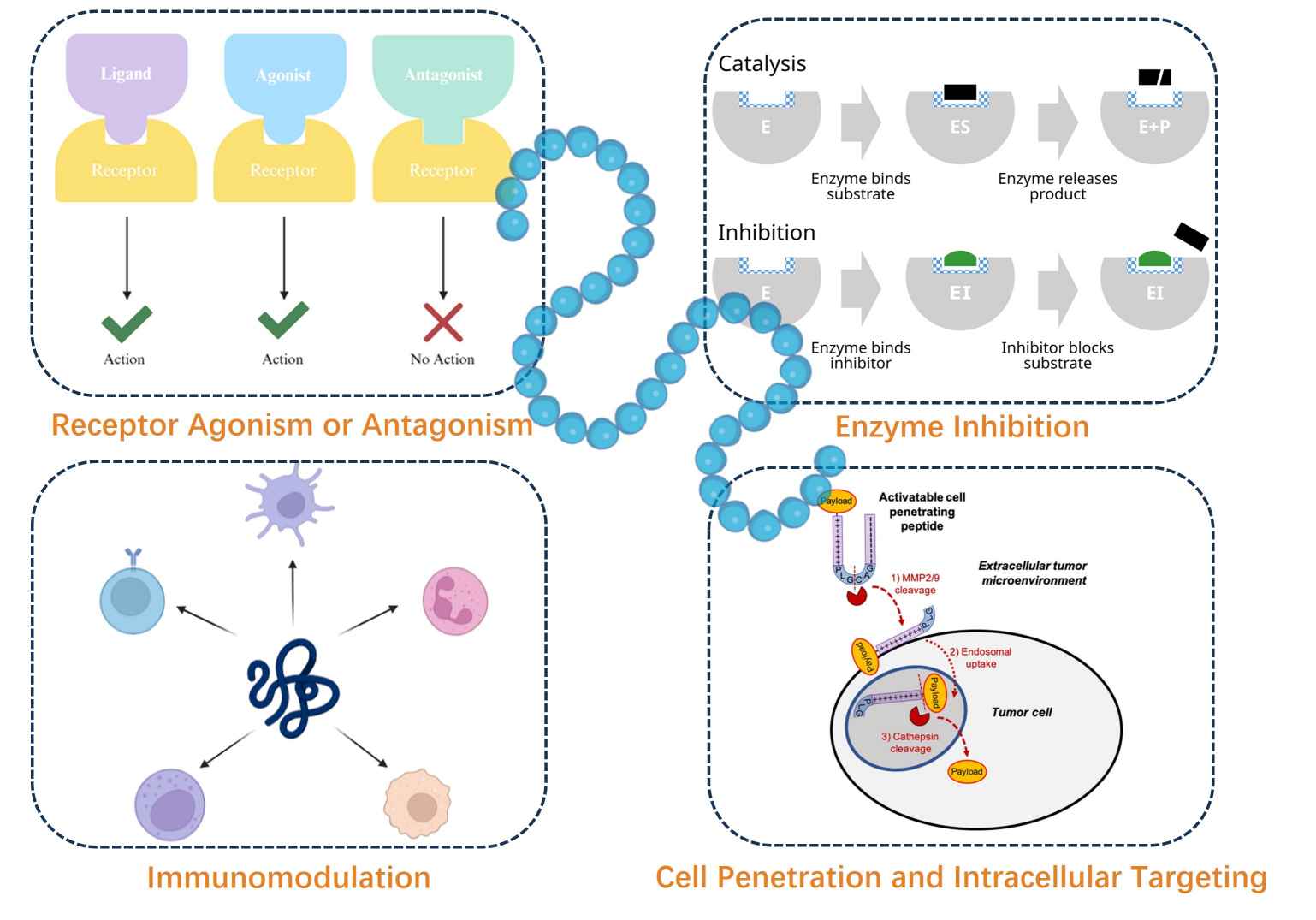 Mechanismen pharmazeutischer Peptide: Rezeptor-Agonismus/-Antagonismus, Enzymhemmung, Modulation des Immunsystems, Medikamentenabgabe in Zellen.